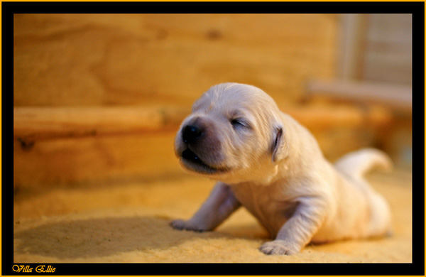 Cachorros golden Retriever